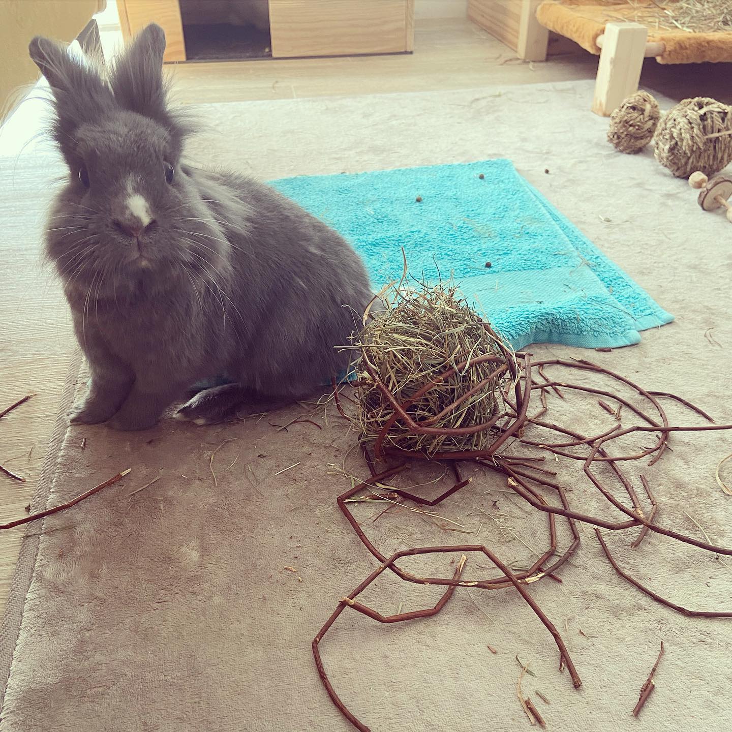 Une balle à ronger qui n’aura pas survécu 24h… 😒

💬Devinez qui est le ou la coupable ?
Flocky ou Gribouille ? 🐰

👉Un indice : Ne jamais se fier aux apparences 😉

#devinette #jeu #balle #coupable #lapin #bunny #fabunny #bunnylover #bunnies #rabbitlife #rabbits #lapinstagram #rabbitstagram #bunnymom #rabbitlove