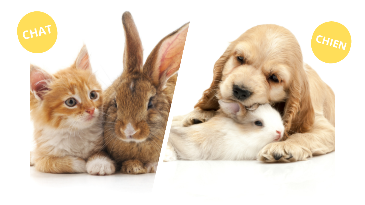 lapin vs chat/chien